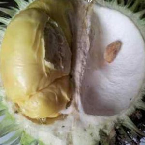 bibit tanaman Bibit Buah Langka Ready Oke Durian Karatungan Asli Kalimantan Kaur