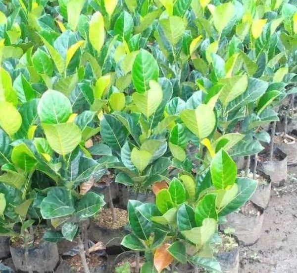 bibit tanaman Bibit Buah Nangka Madu Stek Okulasi Dengan Induaan Berkualitas Unggul Palembang