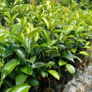 bibit tanaman Bibit Buah Nangka Merah, Madu, Mini, Cempedak Hasil Okulasi Sambung Pucuk Kotawaringin Barat