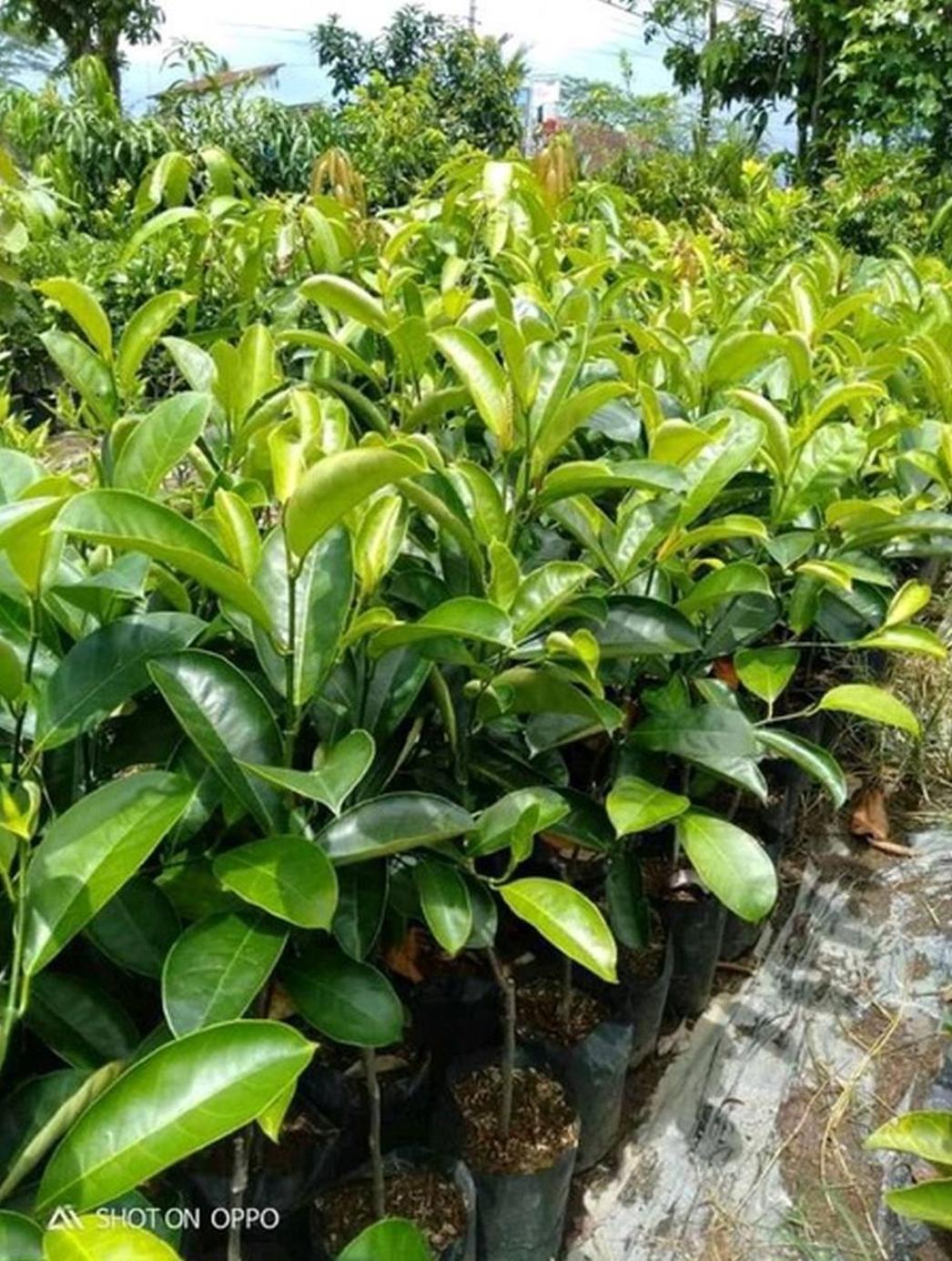 Gambar Produk bibit tanaman Bibit Buah Nangka Merah, Madu, Mini, Cempedak Hasil Okulasi Sambung Pucuk Kotawaringin Barat