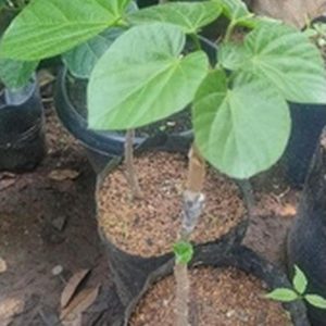 bibit tanaman Bibit Buah Sapote Cupa Peru Sambung Susu Dan Cangkok Kolaka Timur