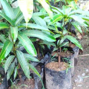 bibit tanaman Bibit Buah Tabulampot Mangga Yuwen Super Unggul Bisa Tanam Di Minahasa Tenggara