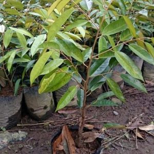 bibit tanaman Bibit Duren Montong Tanaman Durian Monthong Pohon Cane Buah Super Polewali Mandar