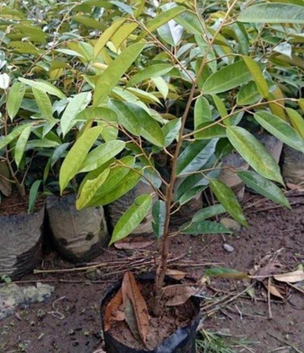 bibit tanaman Bibit Duren Montong Tanaman Durian Monthong Pohon Cane Buah Super Polewali Mandar