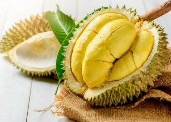 bibit tanaman Bibit Durian Bawor X Tabulampot Bestseller Badung