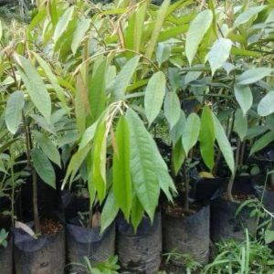 bibit tanaman Bibit Durian Duri Hitam Diskon Oche Okulasi Murah Mimika