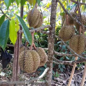 bibit tanaman Bibit Durian Namlung Jenis Super Murah Pasaman