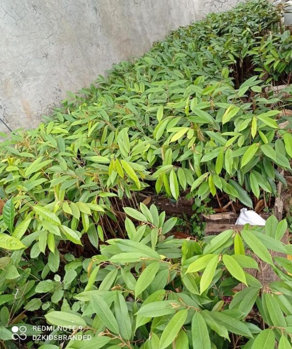 bibit tanaman Bibit Durian Namlung Musangking Duri Hitam Oche Montong Orange Bawor Cumansi Bondowoso