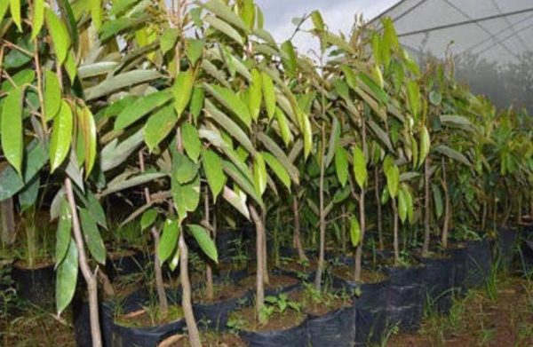 bibit tanaman Bibit Durian Super Tembaga Bangka Asli - Agrotani Kerinci