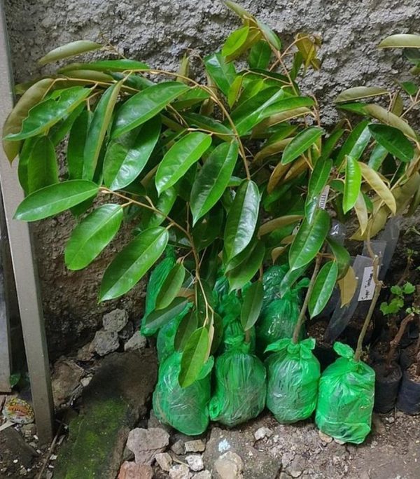bibit tanaman Bibit Durian Super Tembaga Pati
