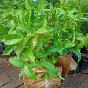 bibit tanaman Bibit Jambu Air Baru Hasil Cangkok Tanaman Hias Buah Kancing Citra Merah King Rose Dalhari , Pekanbaru