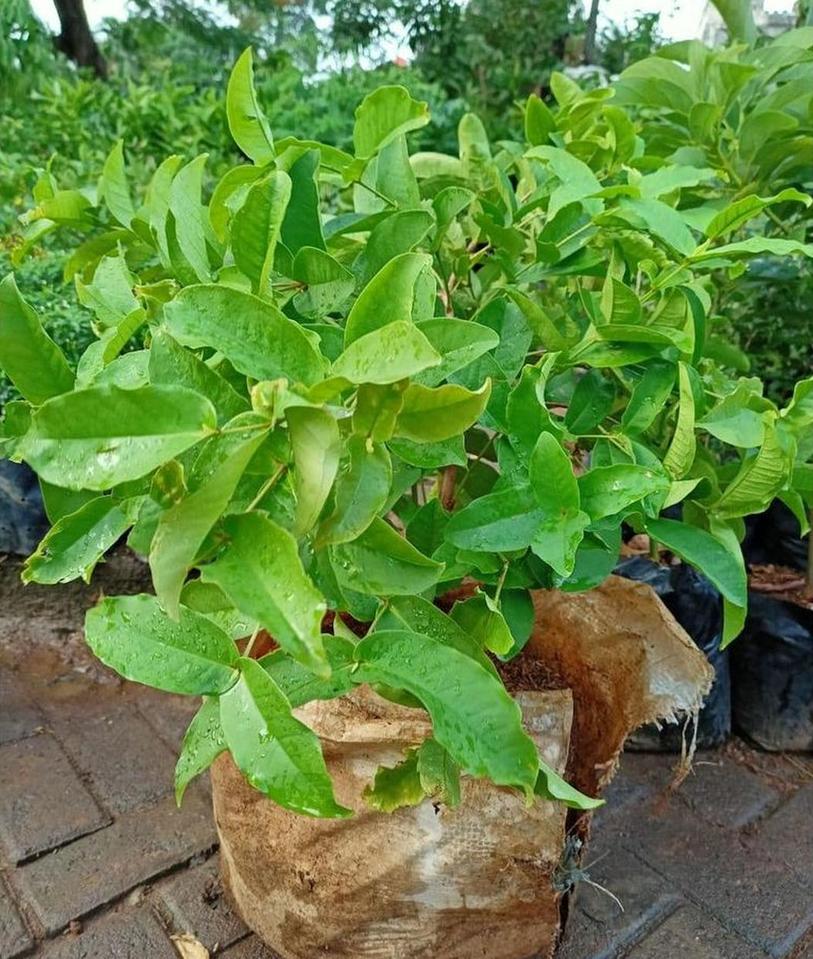 Gambar Produk bibit tanaman Bibit Jambu Air Baru Hasil Cangkok Tanaman Hias Buah Kancing Citra Merah King Rose Dalhari , Pekanbaru