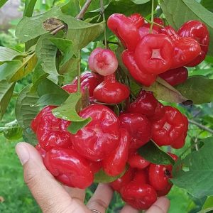 bibit tanaman Bibit Jambu Air Hasil Cangkok Tanaman Hias Buah Kancing Citra Merah King Rose Dalhari Bolaang Mongondow Utara
