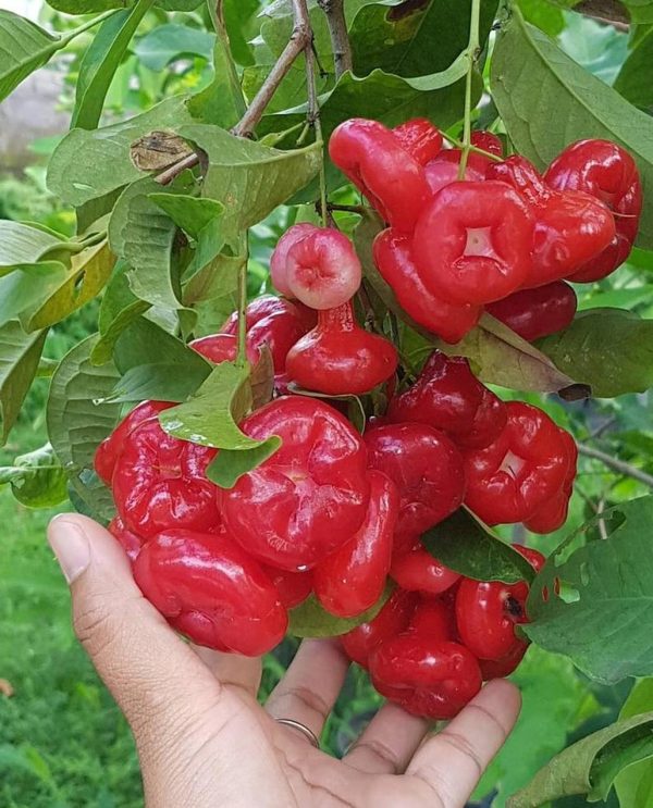 bibit tanaman Bibit Jambu Air Hasil Cangkok Tanaman Hias Buah Kancing Citra Merah King Rose Dalhari Bolaang Mongondow Utara
