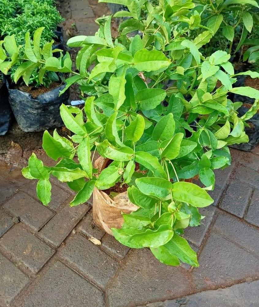 Gambar Produk bibit tanaman Bibit Jambu Air Menarik Hasil Cangkok Tanaman Hias Buah Kancing Citra Merah King Rose Dalhari, Sanggau