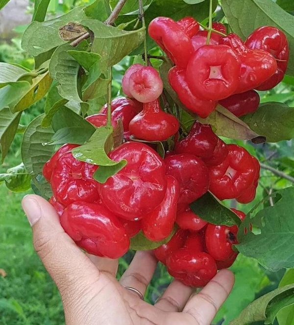 bibit tanaman Bibit Jambu Air Menarik Hasil Cangkok Tanaman Hias Buah Kancing Citra Merah King Rose Dalhari, Tegal