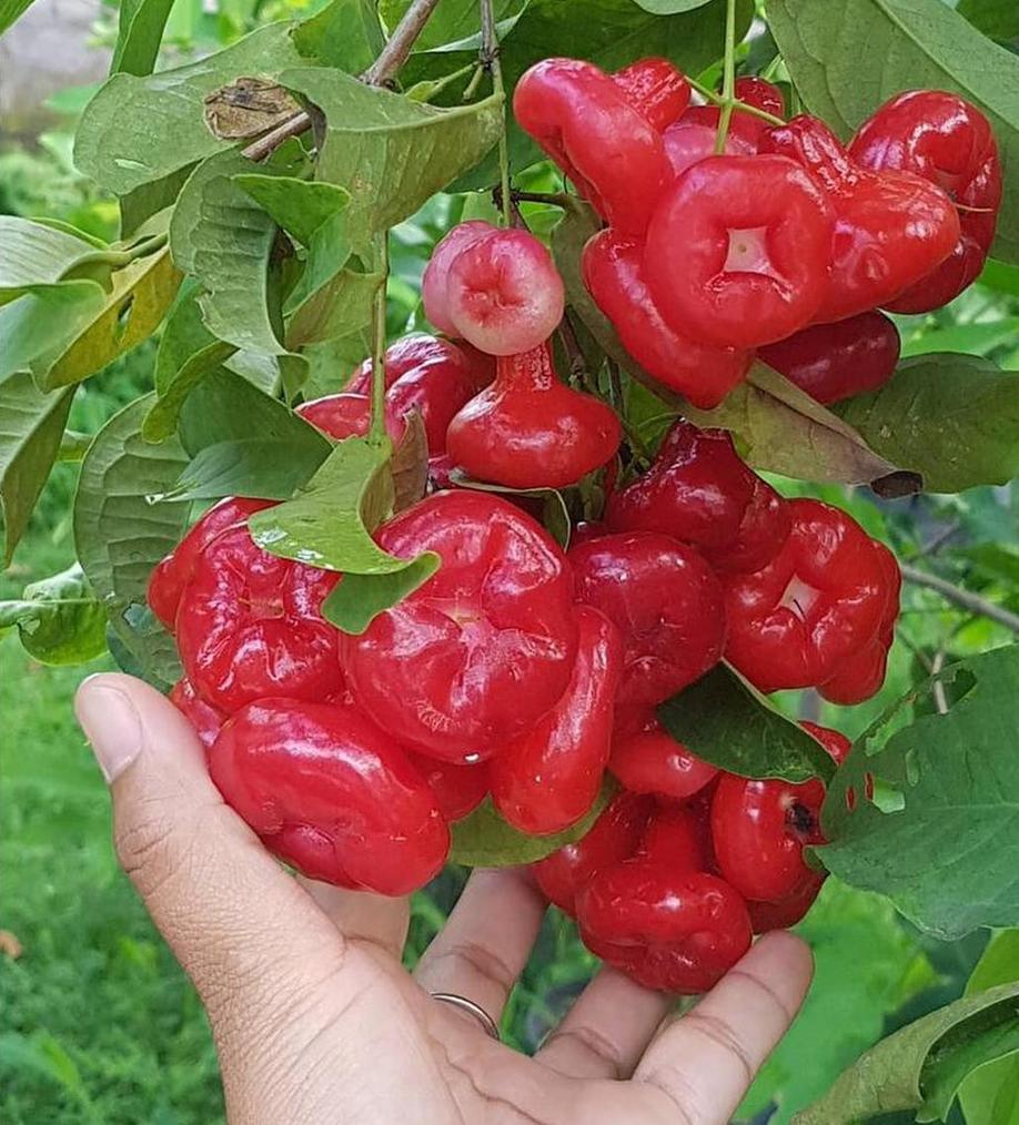 Gambar Produk bibit tanaman Bibit Jambu Air Menarik Hasil Cangkok Tanaman Hias Buah Kancing Citra Merah King Rose Dalhari, Tegal