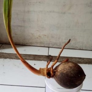 bibit tanaman Bibit Kelapa Gading Aceh Singkil