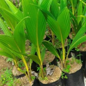 bibit tanaman Bibit Kelapa Gading Pohon Kuning - Tanaman Lanny Jaya