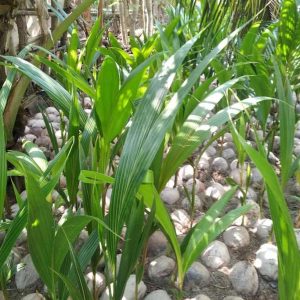 bibit tanaman Bibit Kelapa Genjah Kopyor - Activ Agrotani Lingga