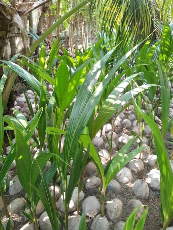 bibit tanaman Bibit Kelapa Genjah Kopyor - Activ Agrotani Lingga