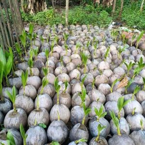bibit tanaman Bibit Kelapa Genjah Kopyor - Activ Agrotani Sumba Tengah