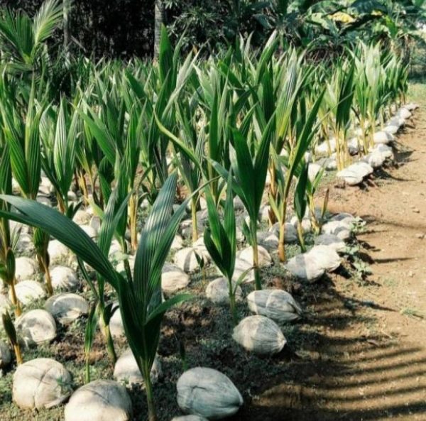 bibit tanaman Bibit Kelapa Genjah Ready Stok Kopyor Kultur Jaringan Unggulan Berkualitas Laris Banget Pulau Taliabu