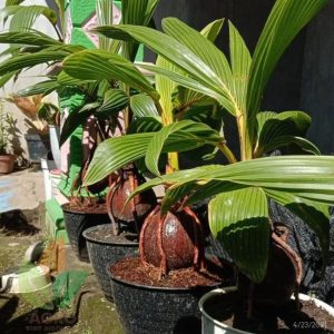 bibit tanaman Bibit Kelapa Hias Untuk Unik Aceh Barat