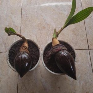 bibit tanaman Bibit Kelapa New Minion Gading Lampung Timur