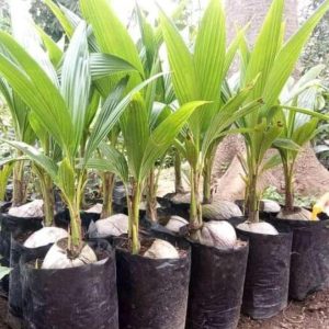 bibit tanaman Bibit Kelapa Pandan Fok Super Berkualitas Murah , Sukabumi