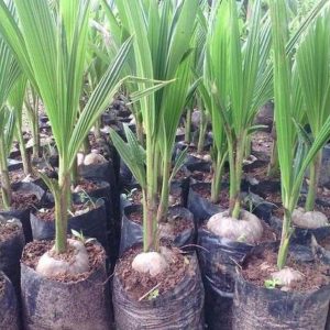 bibit tanaman Bibit Kelapa Pandan Murah Super Berkualitas Bqt Lubuk Linggau