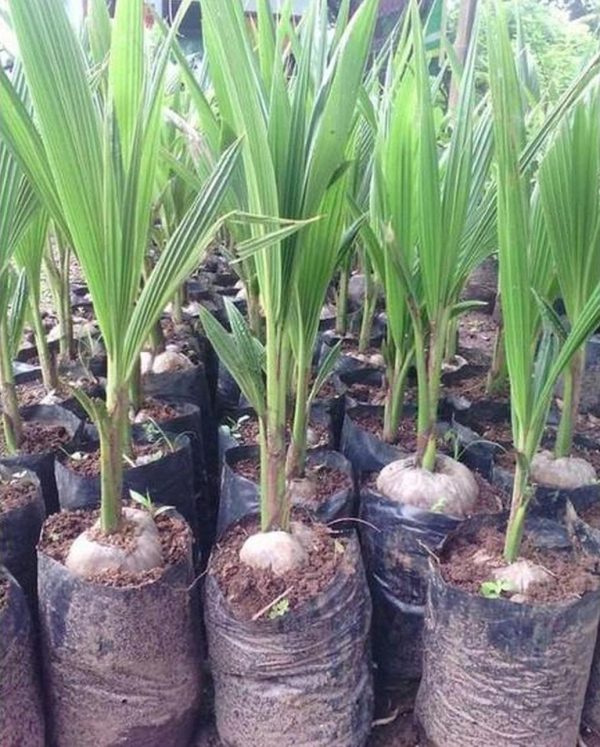 bibit tanaman Bibit Kelapa Pandan Murah Super Berkualitas Bqt Lubuk Linggau