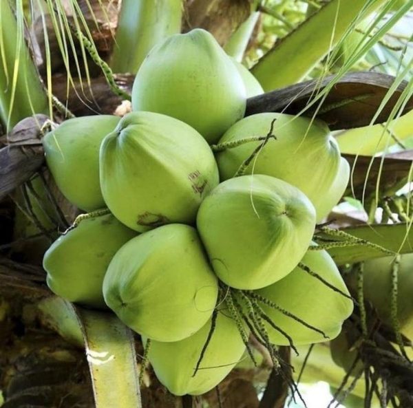 bibit tanaman Bibit Kelapa Pandan Thailand Original Asli Valid Maluku Tenggara