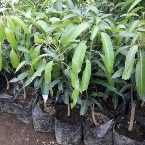 bibit tanaman Bibit Mangga Irwin Terlaris Hasil Okulasi Fak