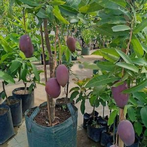 bibit tanaman Bibit Mangga Irwin Terlaris Hasil Okulasi Sukabumi