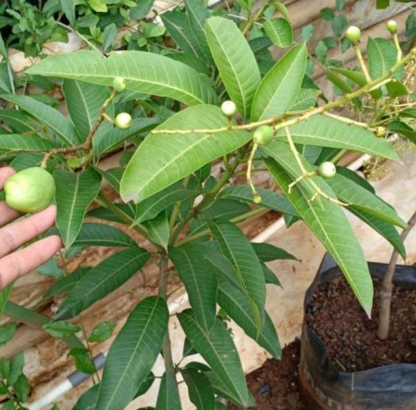 bibit tanaman Bibit Mangga Kiojay New Pohon Chokanan Hasil Okulasi Ukuran Besar Batam
