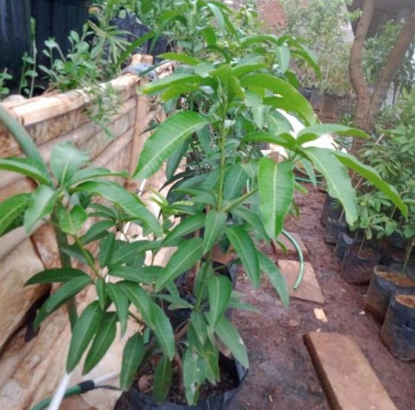 bibit tanaman Bibit Mangga Kiojay Pohon Chokanan Hasil Okulasi Ukuran Besar Banggai