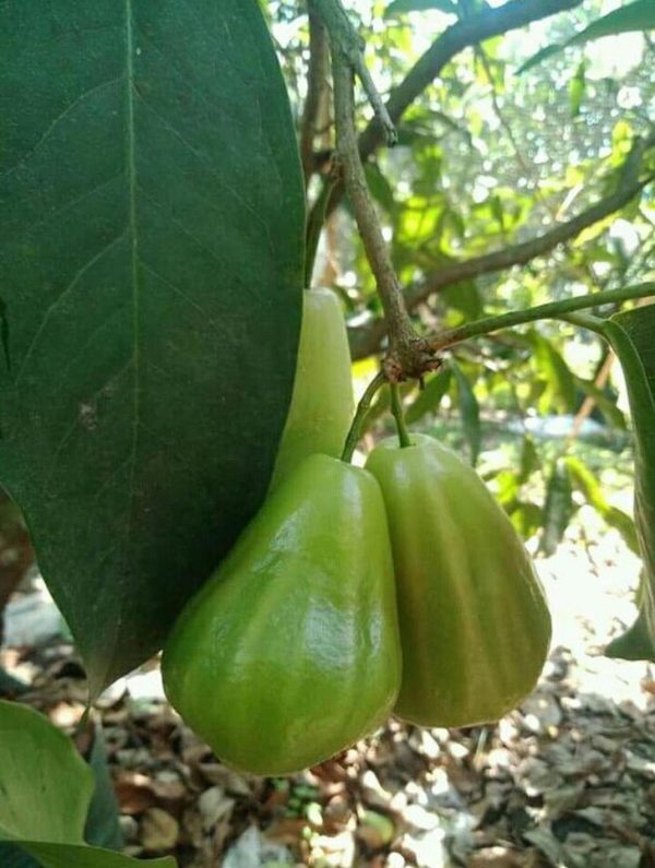 bibit tanaman Bibit Mangga Mahatir Jambu DalhariDan - Activ Agrotani Pariaman