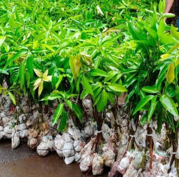 bibit tanaman Bibit Mangga Miyazaki Import Newarrival Kepulauan Mentawai