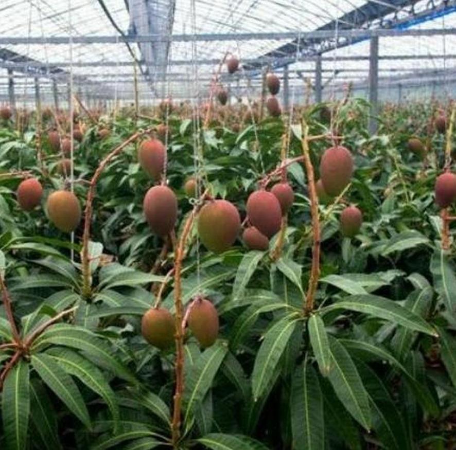 Gambar Produk bibit tanaman Bibit Mangga Miyazaki Import Trend Konawe Kepulauan