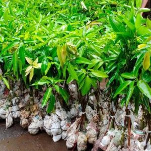 bibit tanaman Bibit Mangga Miyazaki Kirim Langsung Import Newarrival Pegunungan Arfak