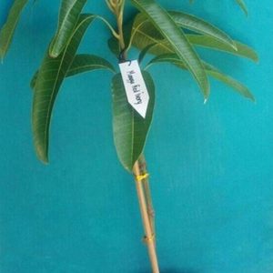 bibit tanaman Bibit Mangga Red Ivory Bismillah Kebun Montaza Asli Valid Original Tanaman Buah Siap Cod Muna Barat
