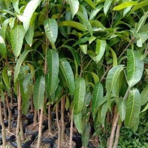 bibit tanaman Bibit Mangga Red Ivory Terbaru Murah Kepulauan Sangihe