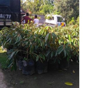 bibit tanaman Bibit Musang King Ash Buah Durian Musangking Unggul Terpopuler Viral Tiktok Buton Utara