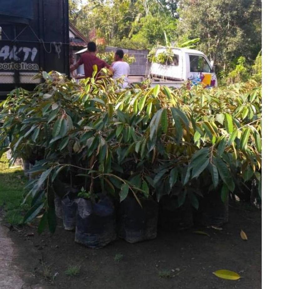 Gambar Produk bibit tanaman Bibit Musang King Ash Buah Durian Musangking Unggul Terpopuler Viral Tiktok Buton Utara