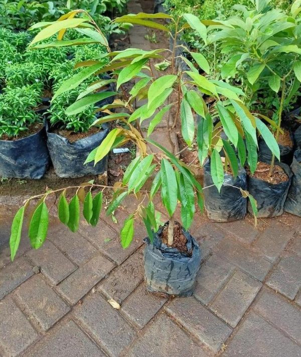 bibit tanaman Bibit Musang King Best Tanaman Pohon Buah Duren Durian Montong Medan Palu Bawor Hasil Cangkok Mamasa