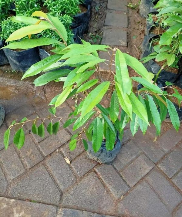 bibit tanaman Bibit Musang King Cangkok Tanaman Pohon Buah Duren Durian Montong Medan Palu Bawor Lebak