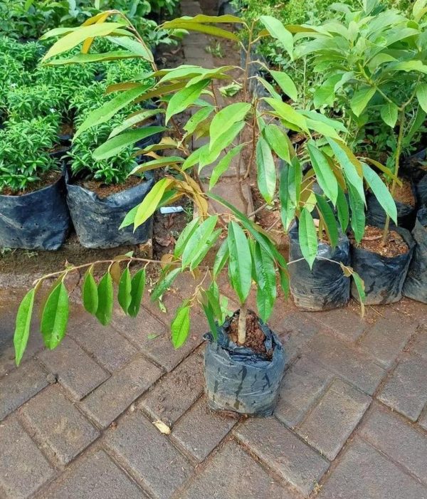 bibit tanaman Bibit Musang King Cangkok Tanaman Pohon Buah Duren Durian Montong Medan Palu Bawor Murung Raya