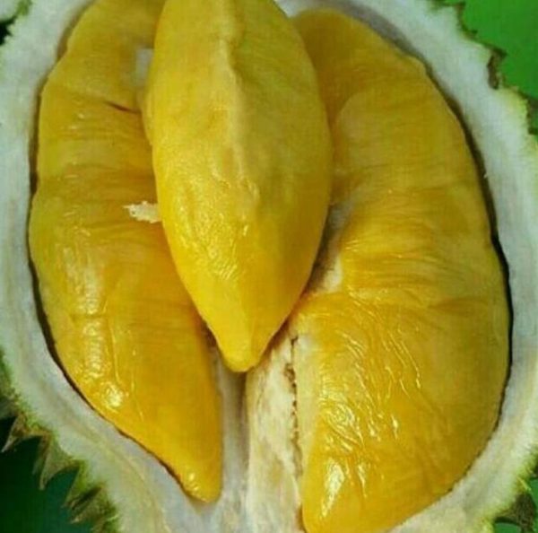 bibit tanaman Bibit Musang King Pohon Durian Kaki Tiga Gowa
