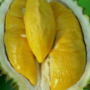 bibit tanaman Bibit Musang King Pohon Durian Kaki Tiga Ogan Komering Ulu Timur